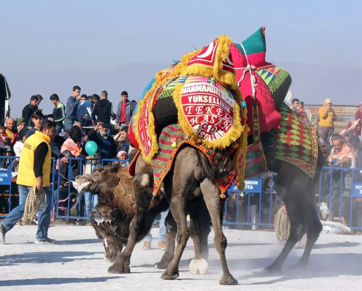 Salihli Deve Güreşi Festivaline Hazırlanıyor