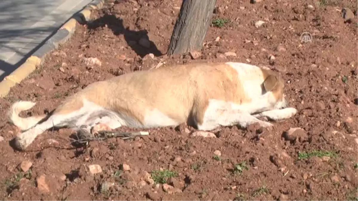 Suriyeli Çocuk Yaralı Köpeğin Başından Ayrılmadı