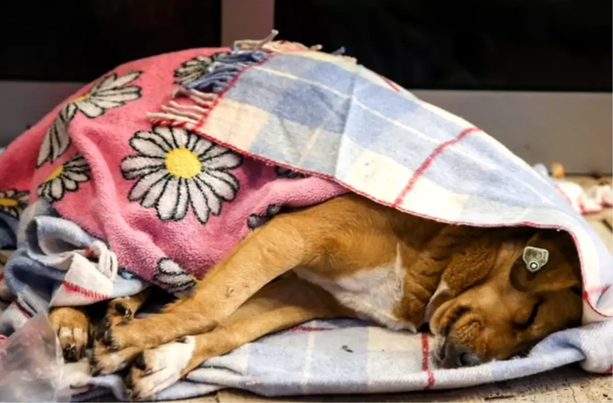 Suriyeli Çocuk Yaralı Köpeğin Başından Ayrılmadı