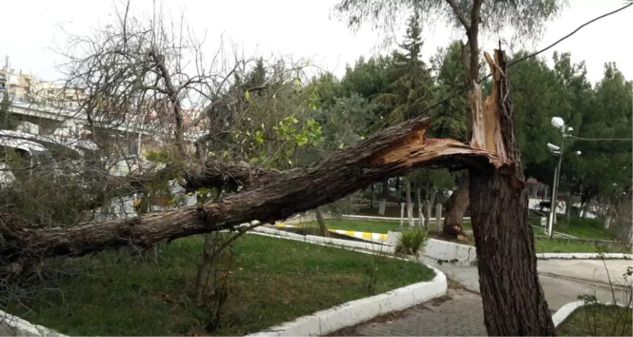 Sürücünün Üzerine Ağacın Devrilmesi Kamerada