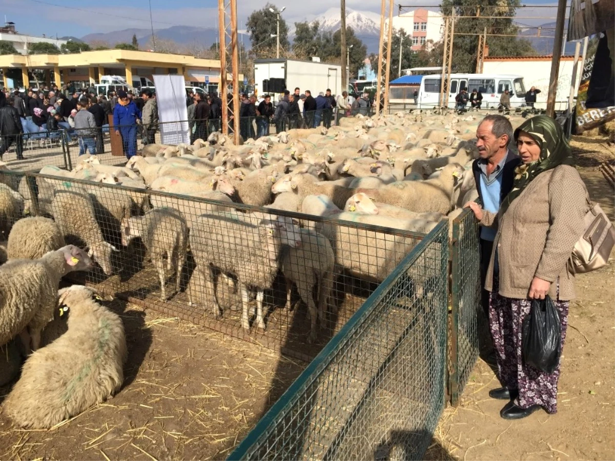 Umut Sürüsü Büyüyor