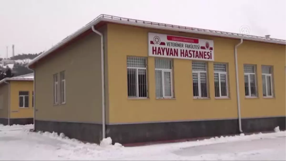 Yaralı Sokak Kedisi Ameliyat Edildi