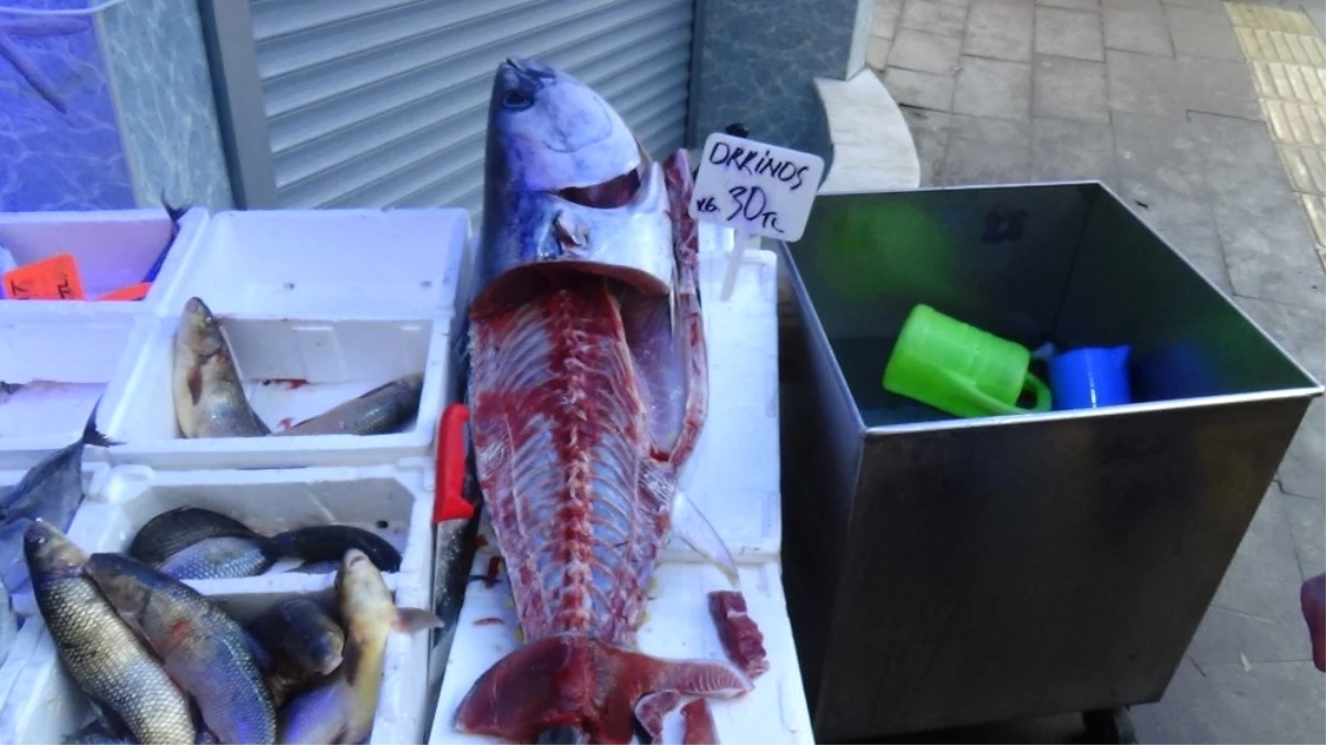 Bilecik\'te 1 Metre 70 Santim Boyundaki Kılıç Balığı Görenleri Hayrete Düşürdü
