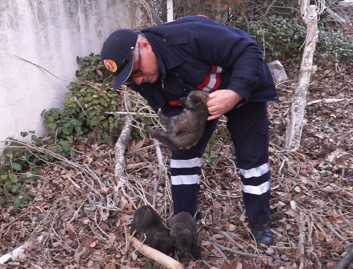 Çukurda Mahsur Kalan Köpek ile 8 Yavrusu Kurtarıldı