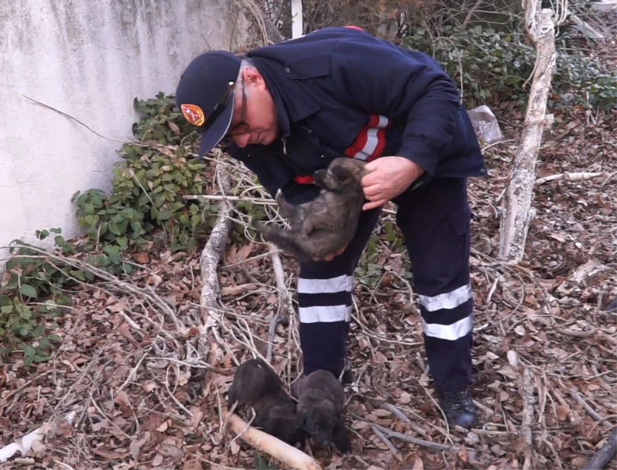Dha İstanbul - 8 Yavru Köpeği Toprak Altından İtfaiye Kurtardı