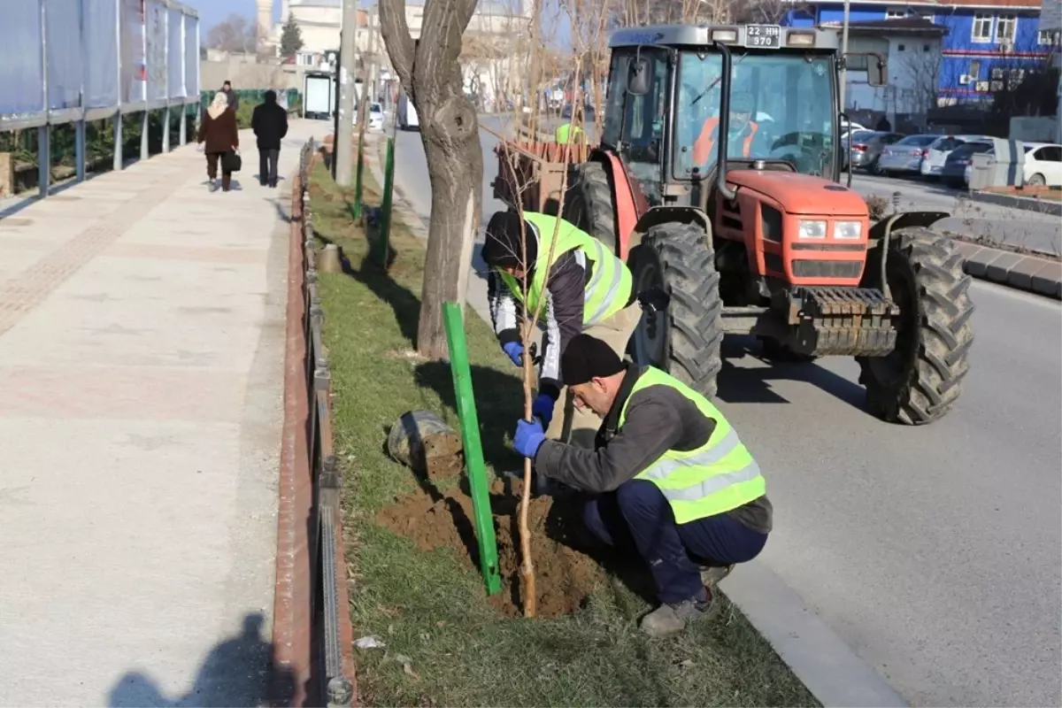 Edirne Ağaçlarla Nefes Alacak