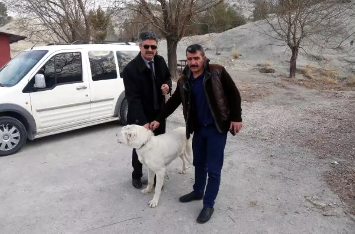 Edirne Işkence Yapılan Köpeğe El Konulup Sahiplendirildi