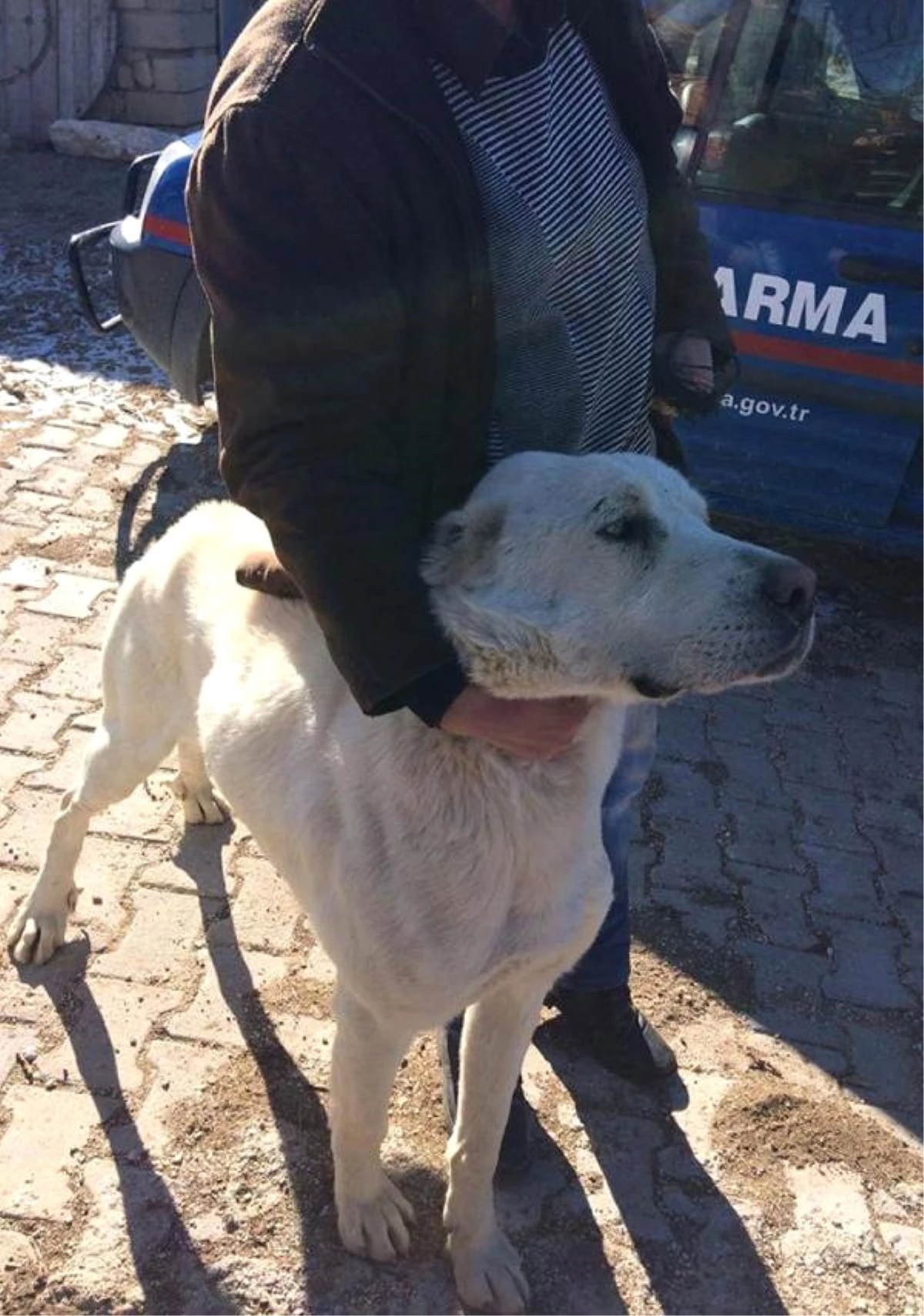 İşkence Yapılan Köpeğe El Konulup Sahiplendirildi