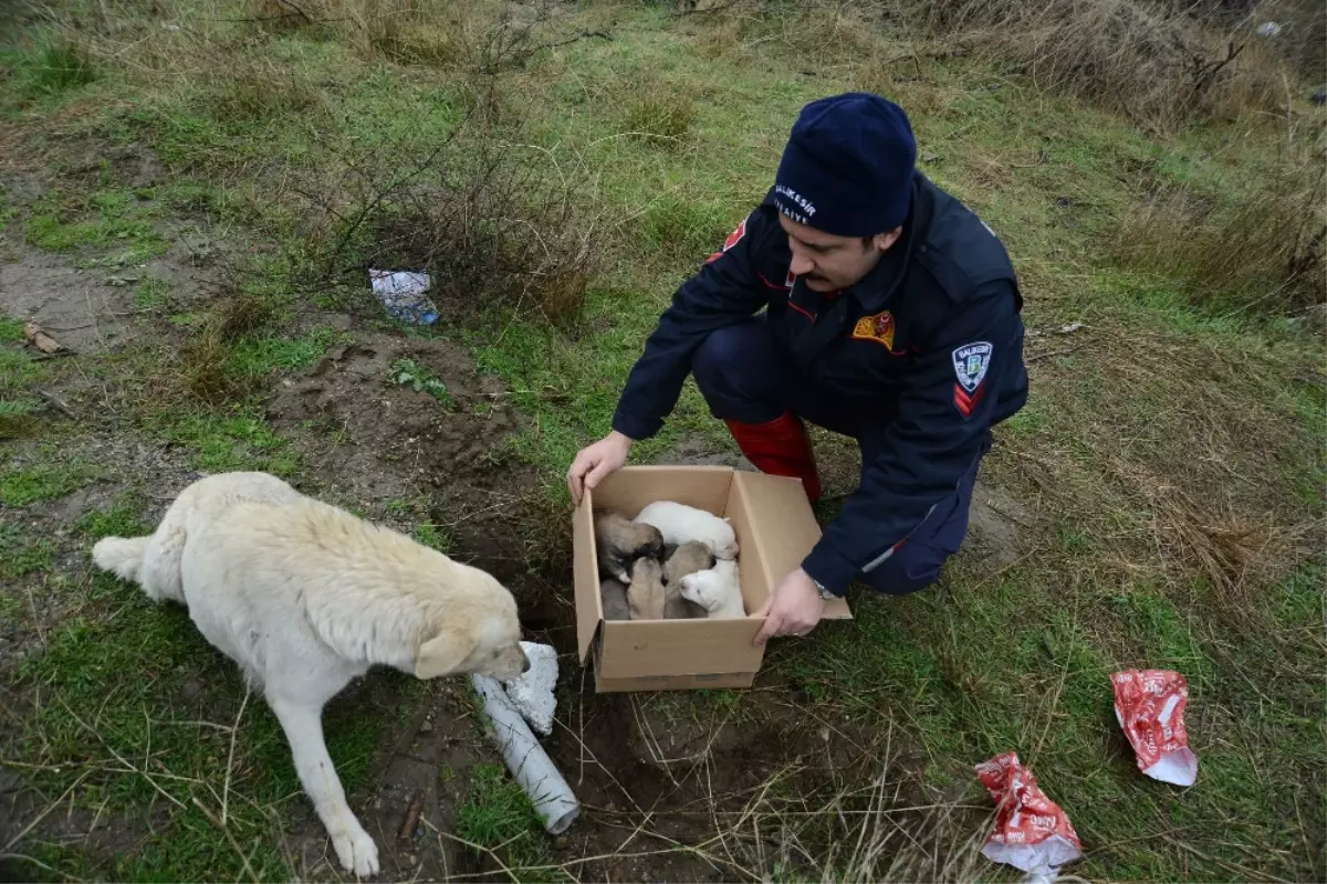 Kuyuya Düşen Köpek ve Yavruları Kurtarıldı