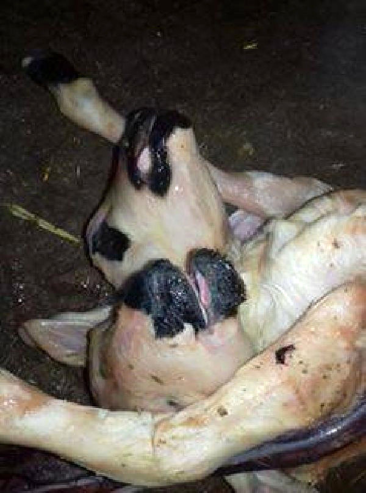 Niğde\'de Koyun Çift Başlı Kuzu Doğurdu