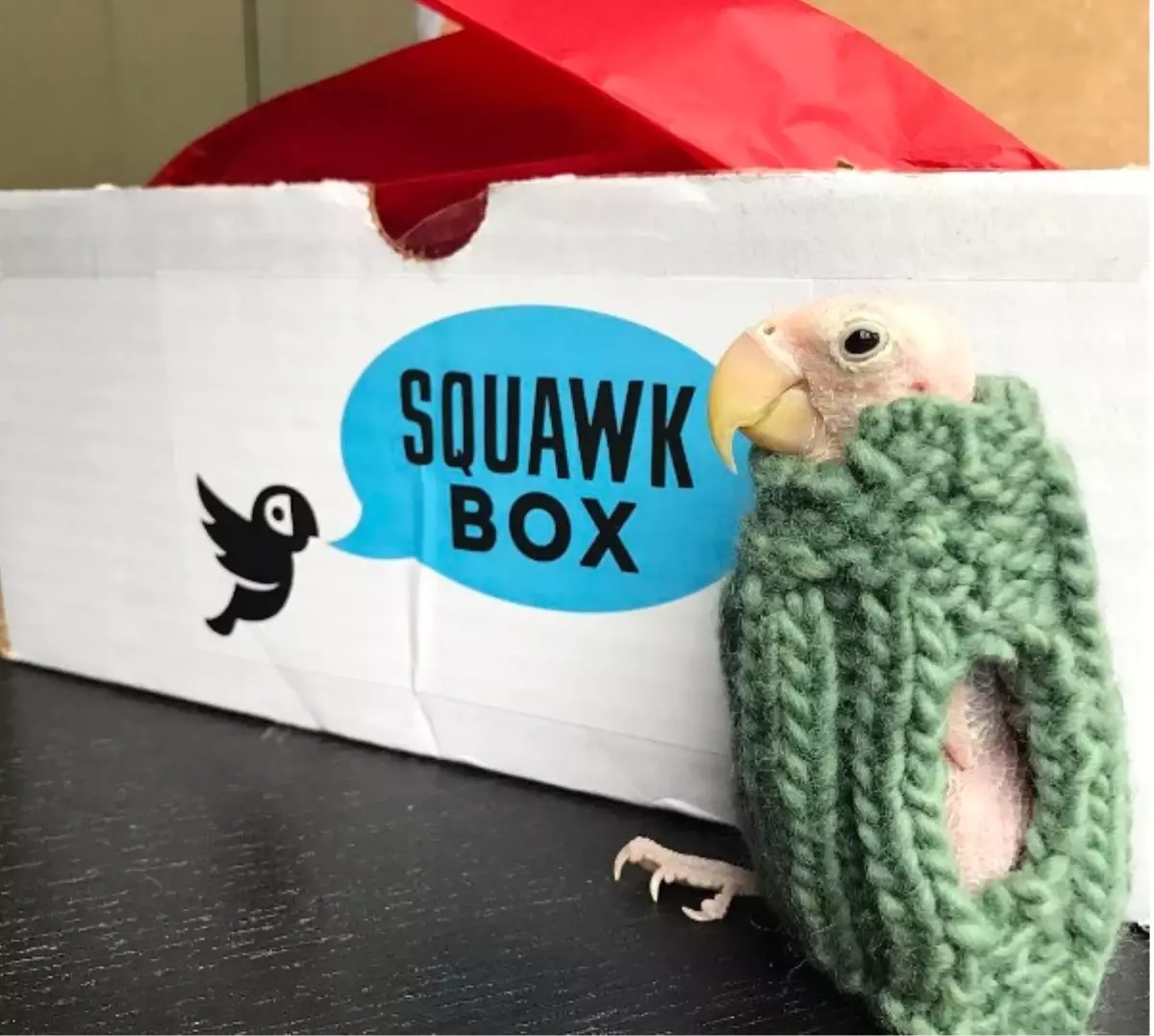 Üşümemek İçin Kazak Giymek Zorunda Kalan Tüysüz Kuş, Sosyal Medya Yıldızı Oldu