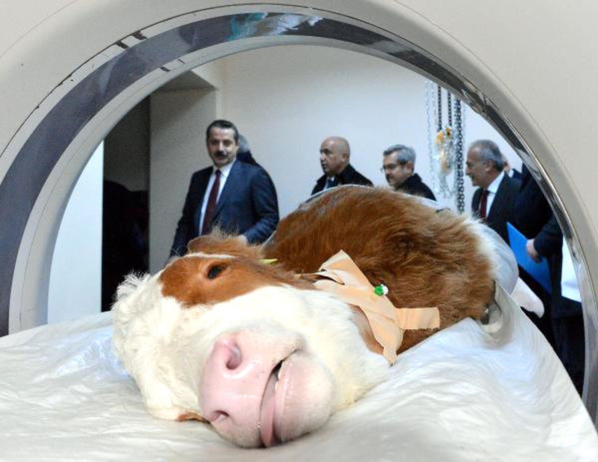 Bakan Çelik, Şap ile Mücadeleyi Erzurum\'dan Başlattı