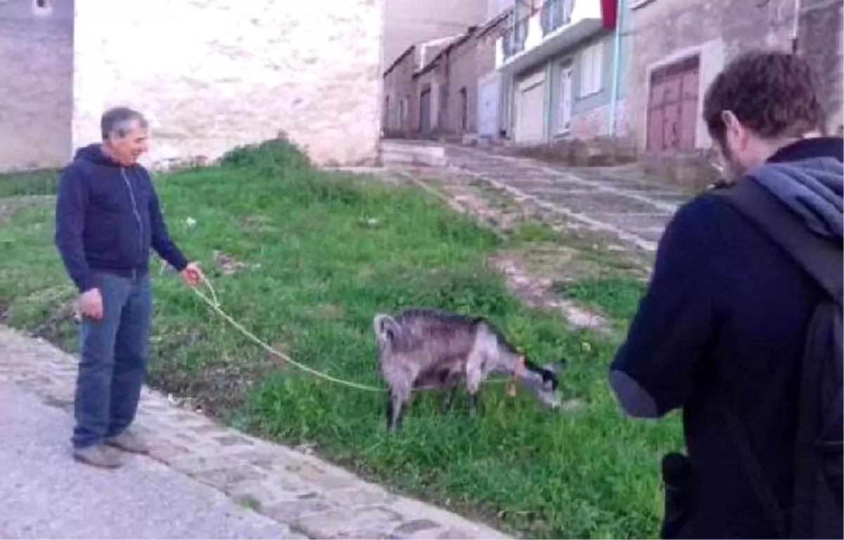 Belediye, Bahçıvan Yerine Keçi ve Koyun Kullanıyor