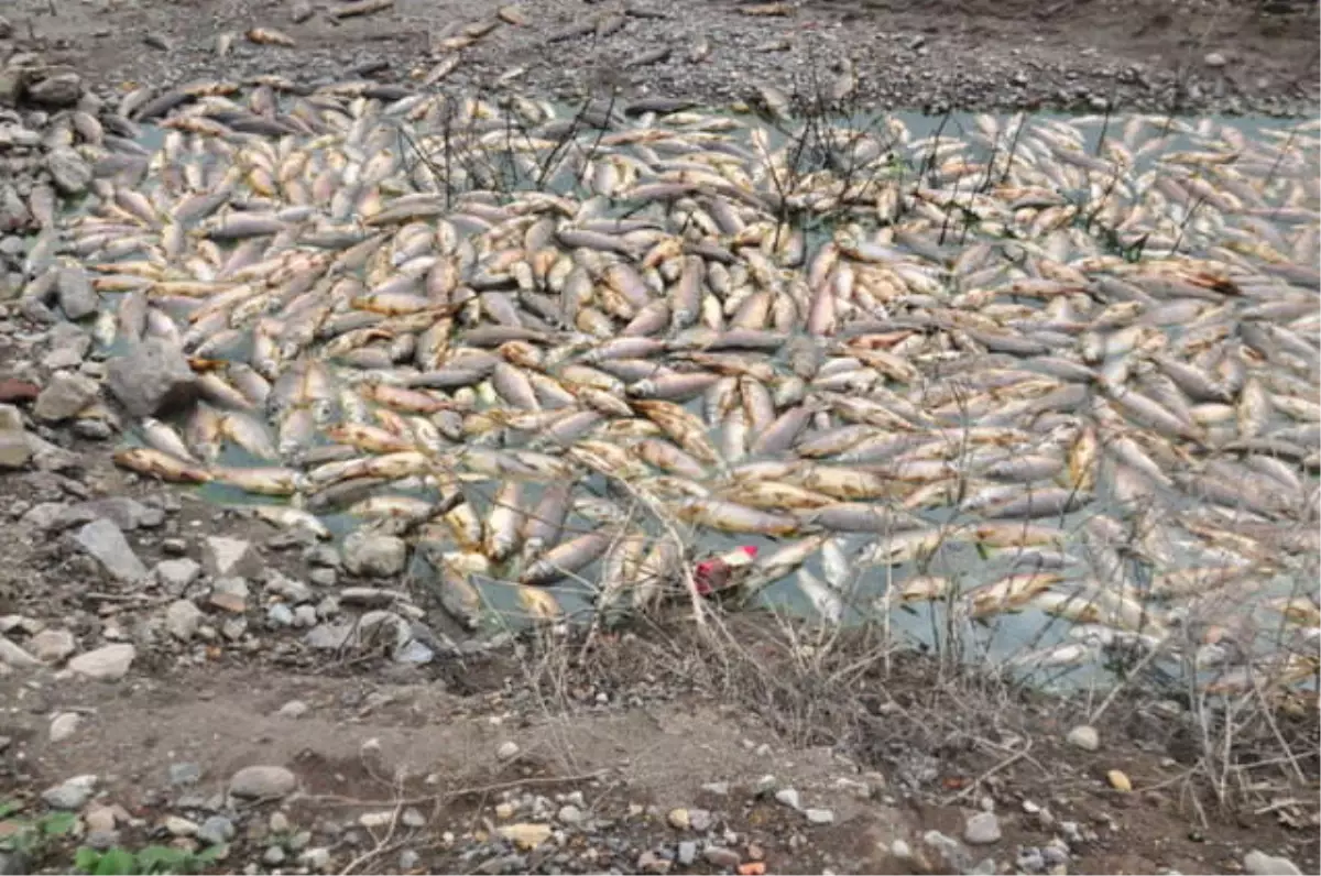 Eber Gölü\'nde Yaşanan Toplu Balık Ölümleri