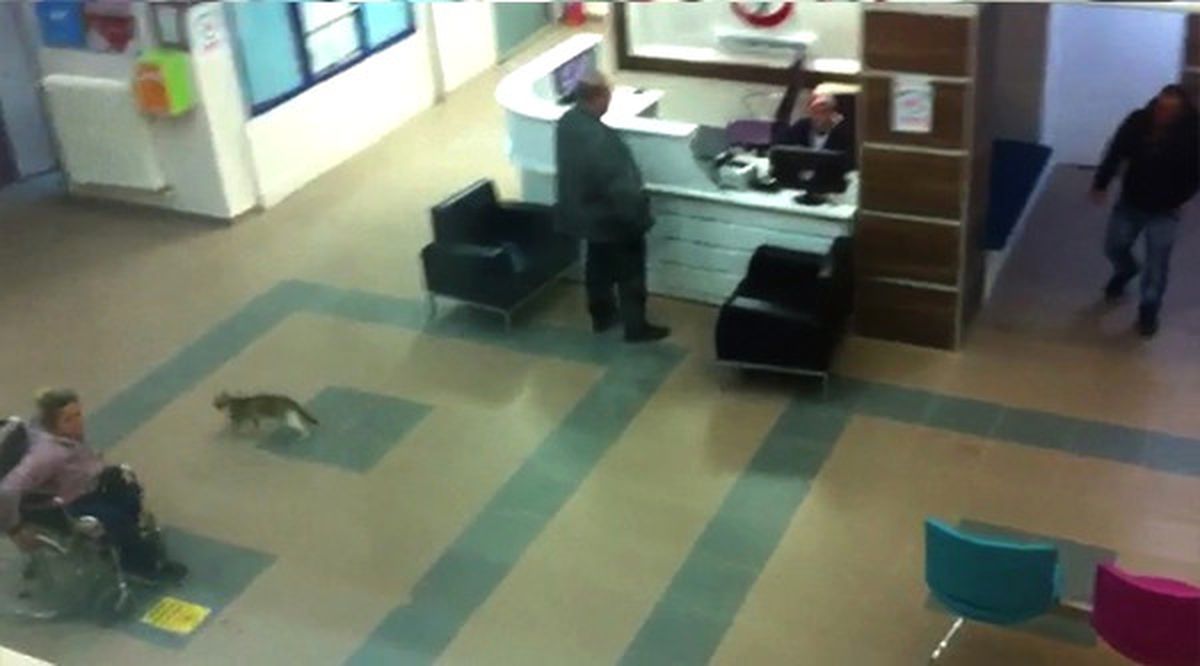Hastaneyi Gezen Davetsiz Kedi Girdiği Kapıdan Dışarı Çıktı