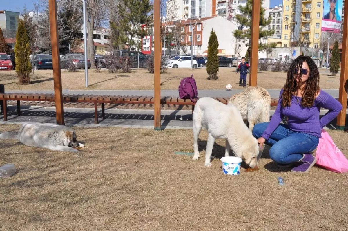 Hollandalı Genç Kızın Örnek Davranışı