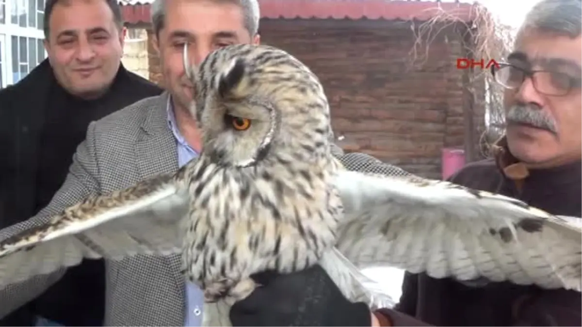 Iğdır - Kulaklı Orman Baykuşu Tedavi Altına Alındı