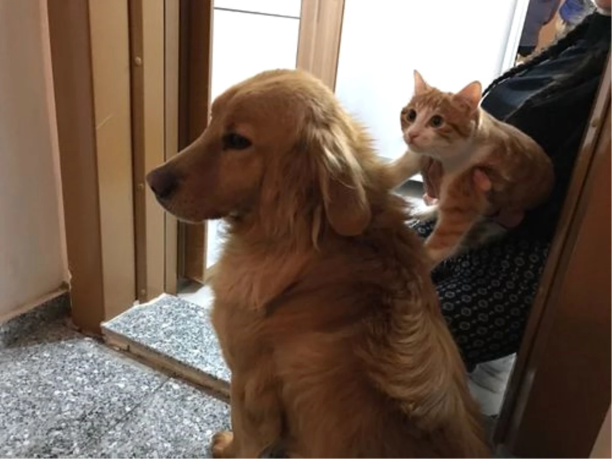 Kedi ve Köpeğin Dostluğu Görenleri Şaşırtıyor