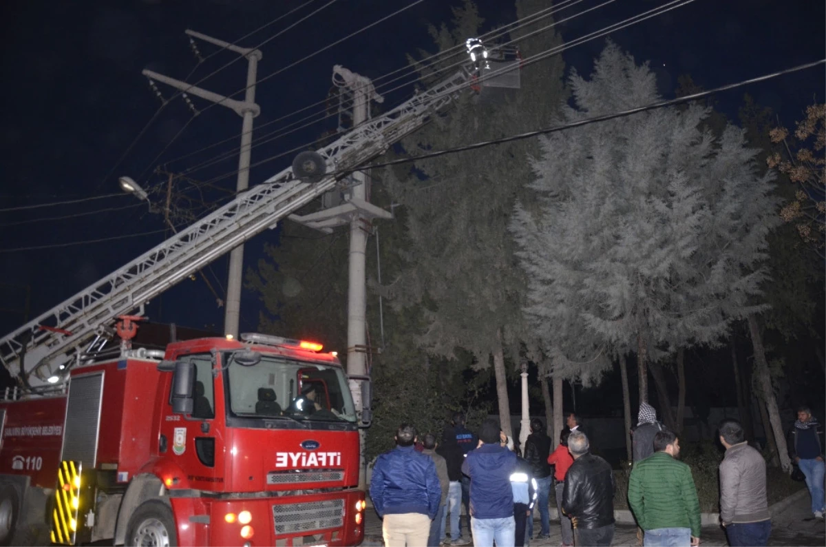 Kediyi Kurtarmak Için Şehrin Elektrikleri Kesildi