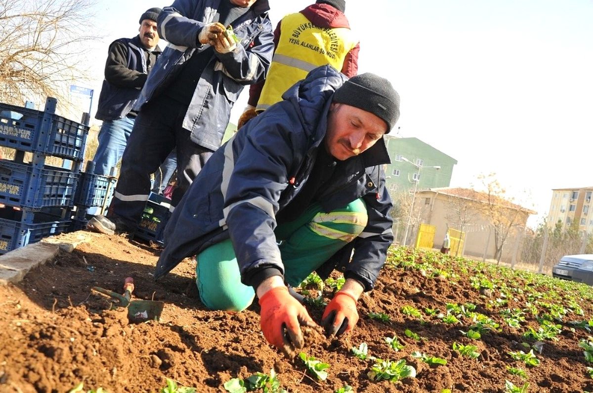 Mevsimlik Çiçek Dikimi Çalışmaları Devam Ediyor