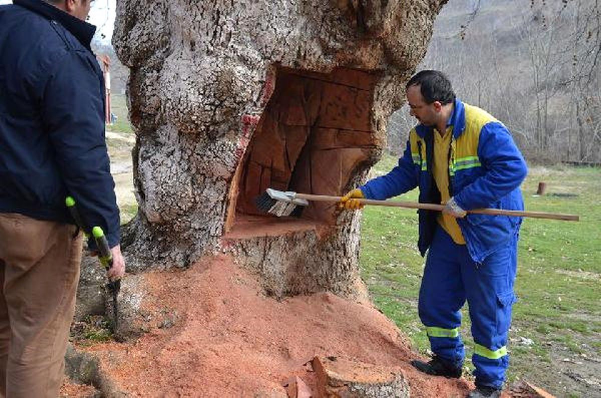 Tarihi Çınar Ağacı Tahribatına Suç Duyurusu