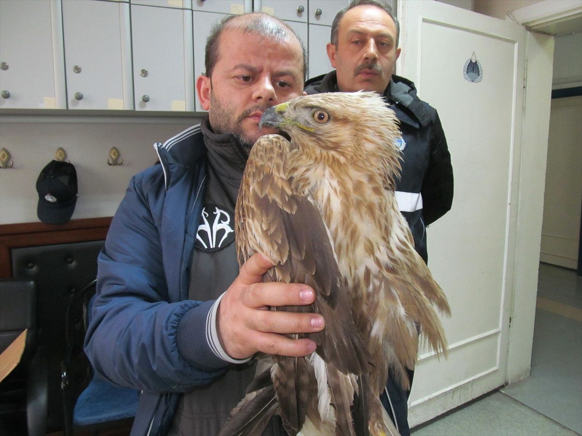 Turhal\'da Yaralı Şahin Bulundu
