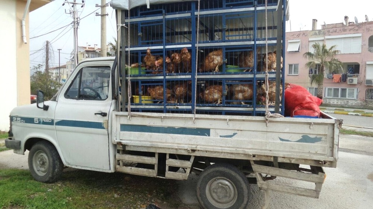 Veteriner Raporu Olmayan Kanatlı Hayvan Nakline Jandarma Geçit Vermedi