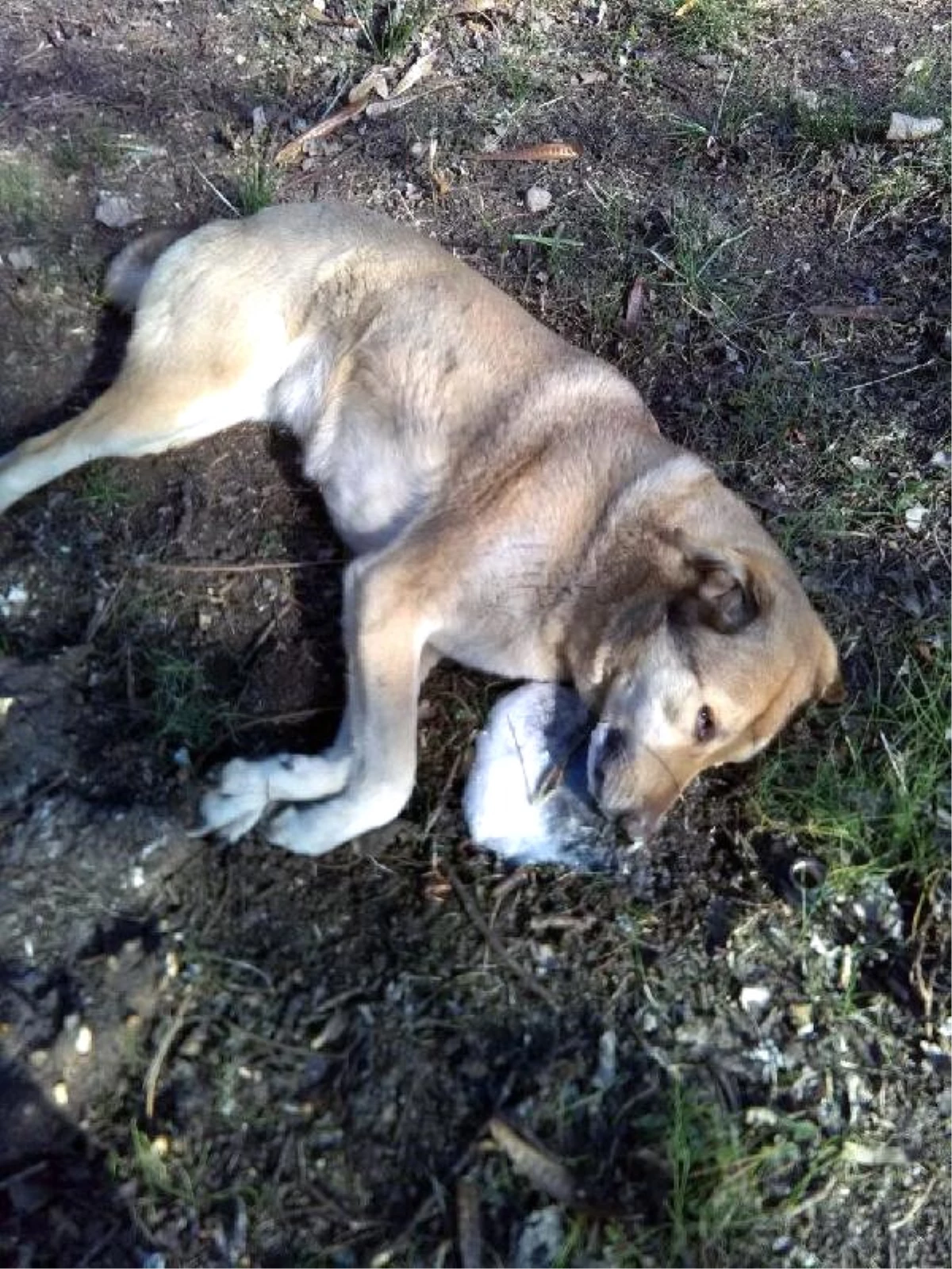 Adana\'da Köpek Katliamı
