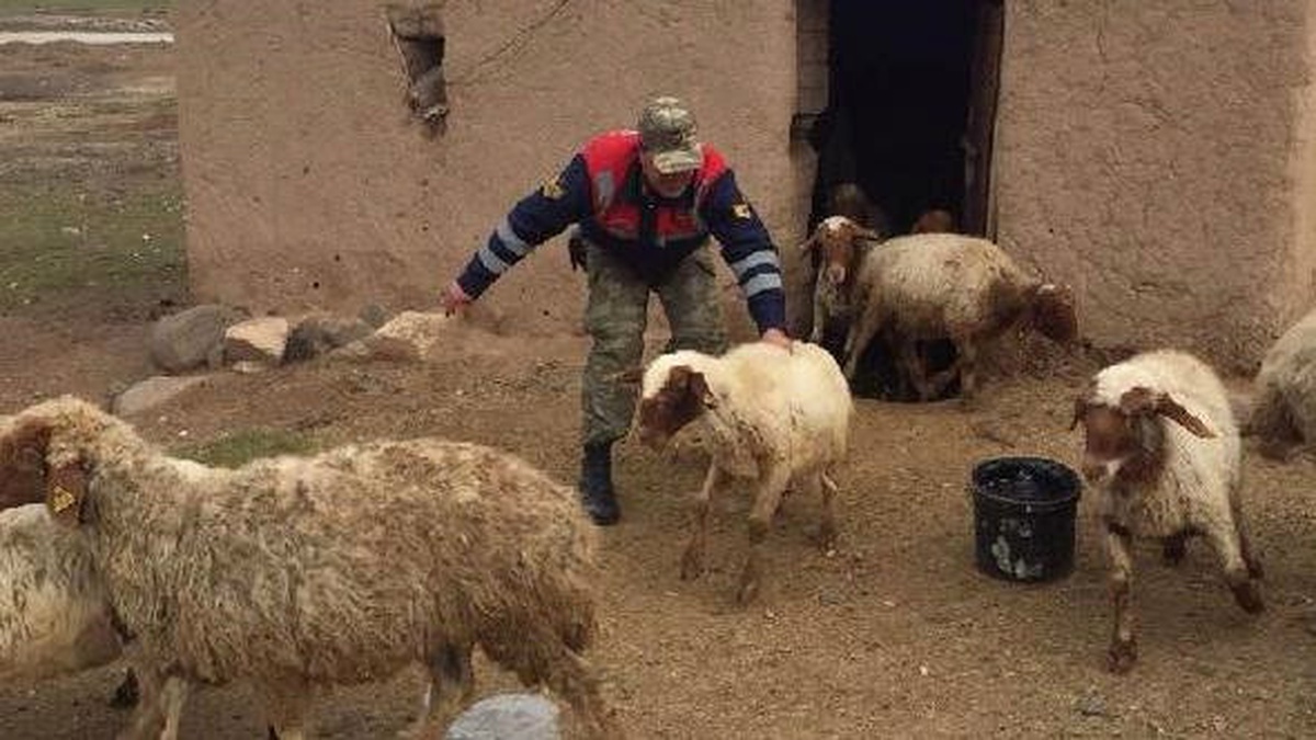 Antalya\'da Hayvan Hırsızlığına 3 Tutuklama