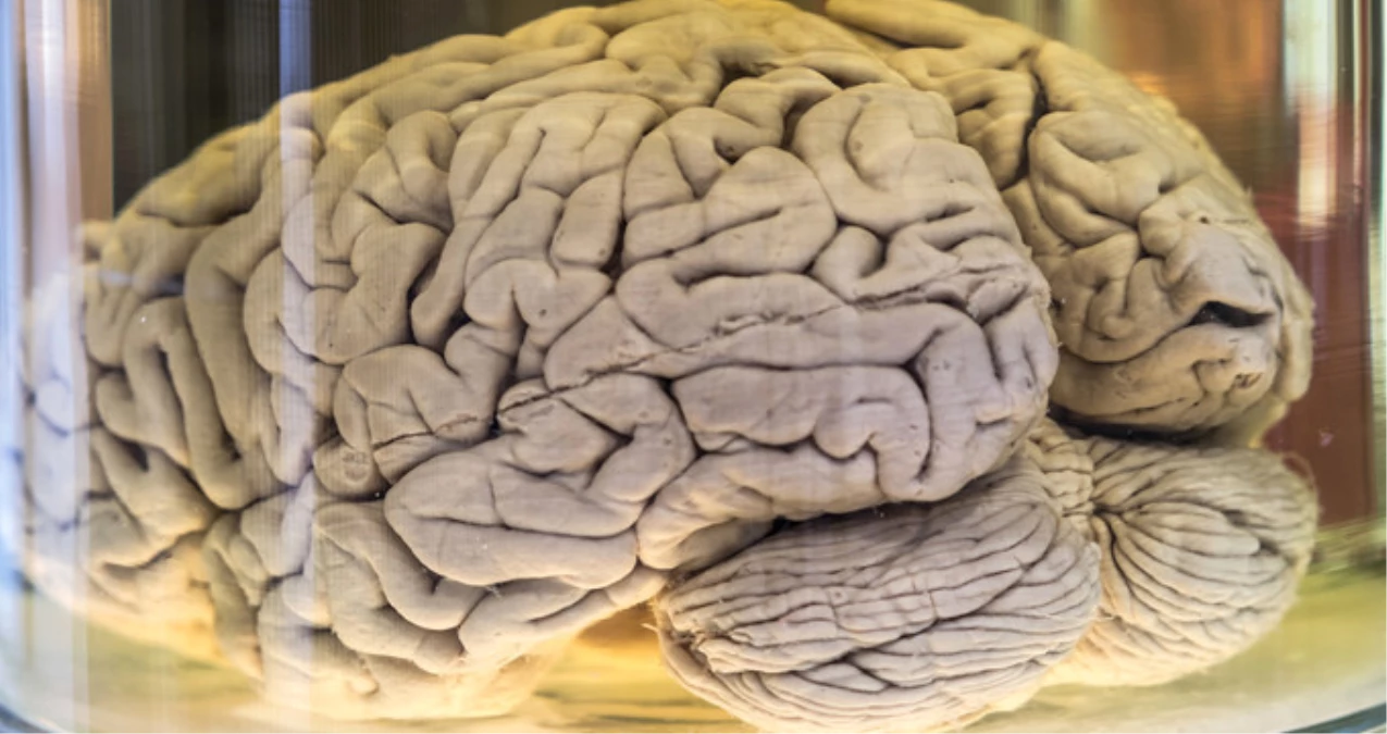 Bilim Adamları, Beynin Gizemini Çözmek İçin Esnek Sentetik Lif Üretti