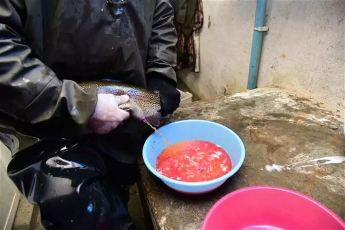 Bitlis\'te Alabalık Sağımı Yapıldı