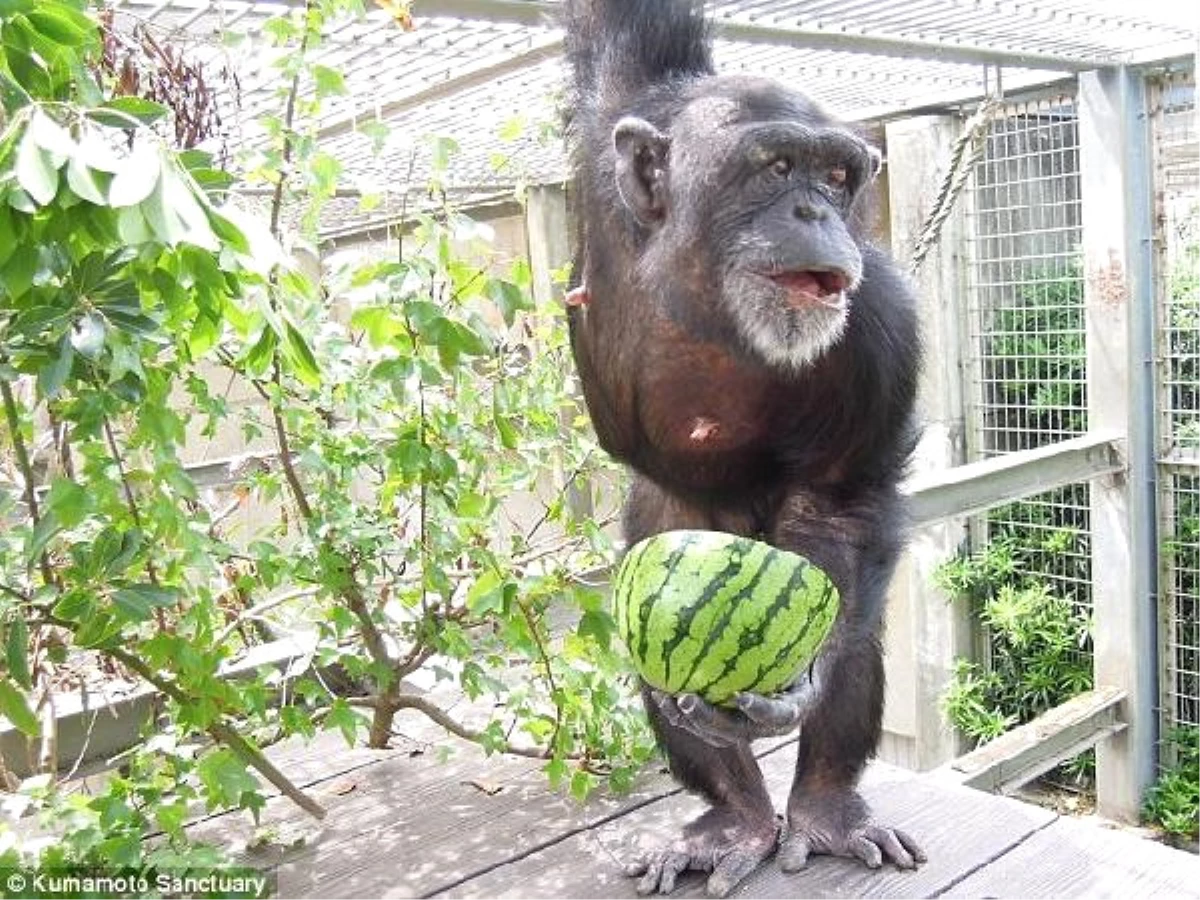 Dünyanın En Yaşlı Down Sendromlu Şempanzesi Japonya\'da