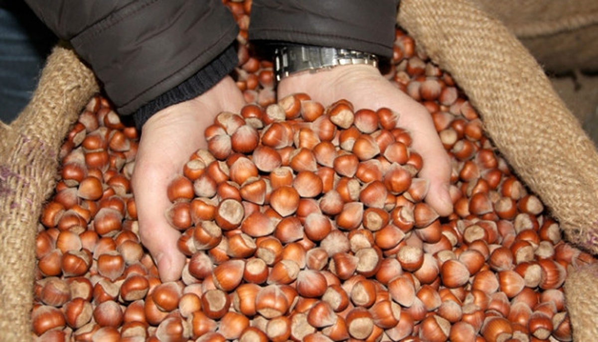 Fındık Fiyatı 10 Liranın Altına Düştü