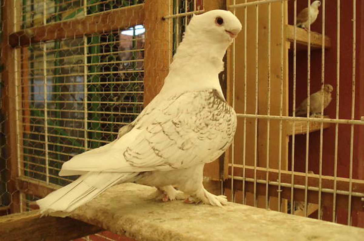 Gagası Kırık Güvercinine "Bebek" Gibi Bakıyor