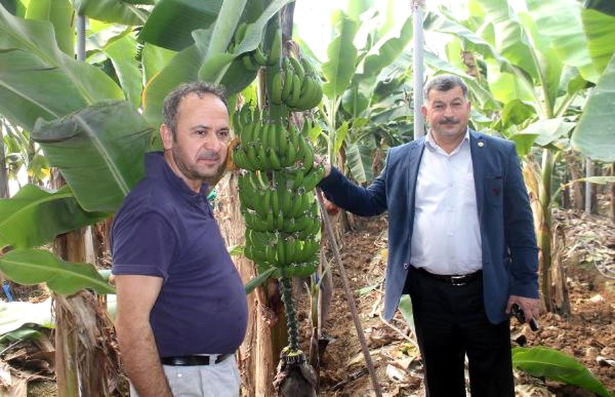 Gazipaşa\'da 365 Gün Muz Üretimi