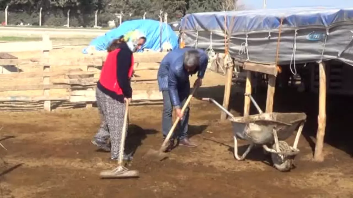 Hatayö-Zel) 5 Tır Kurbanlık Koyunu Dolandırıcılara Kaptırdılar