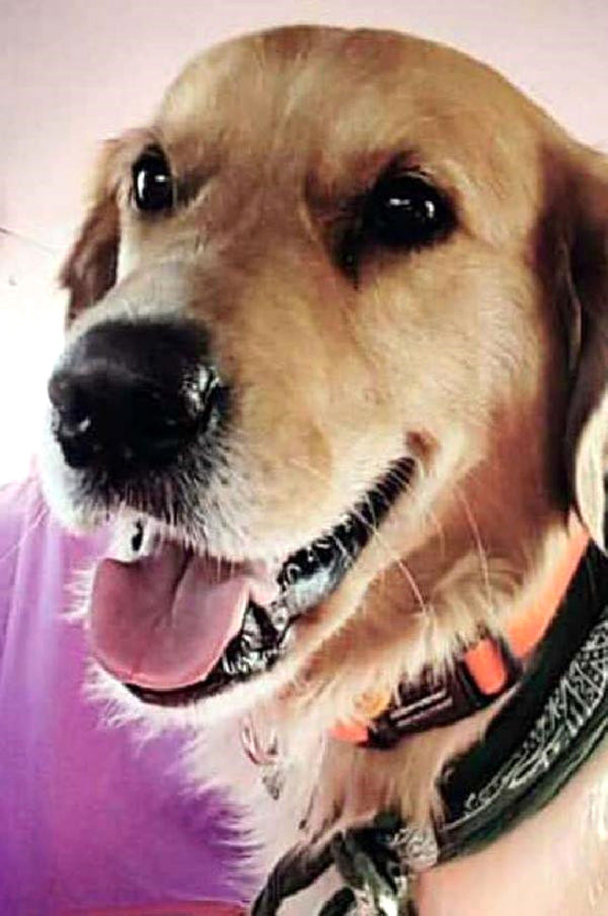 Hayvansever Öğretmen Köpeğini Kaybetti