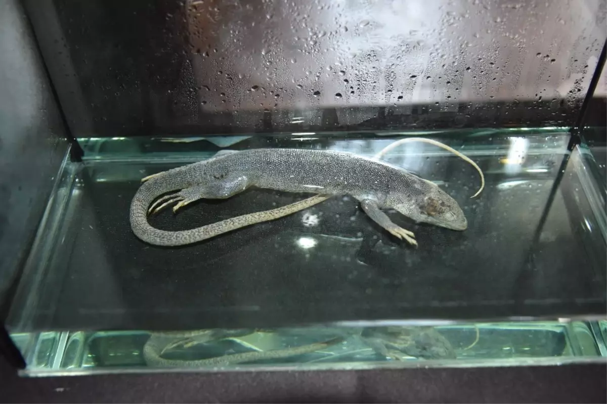 Herbaryum Müzesi\'ne 40 Bin Ziyaretçi