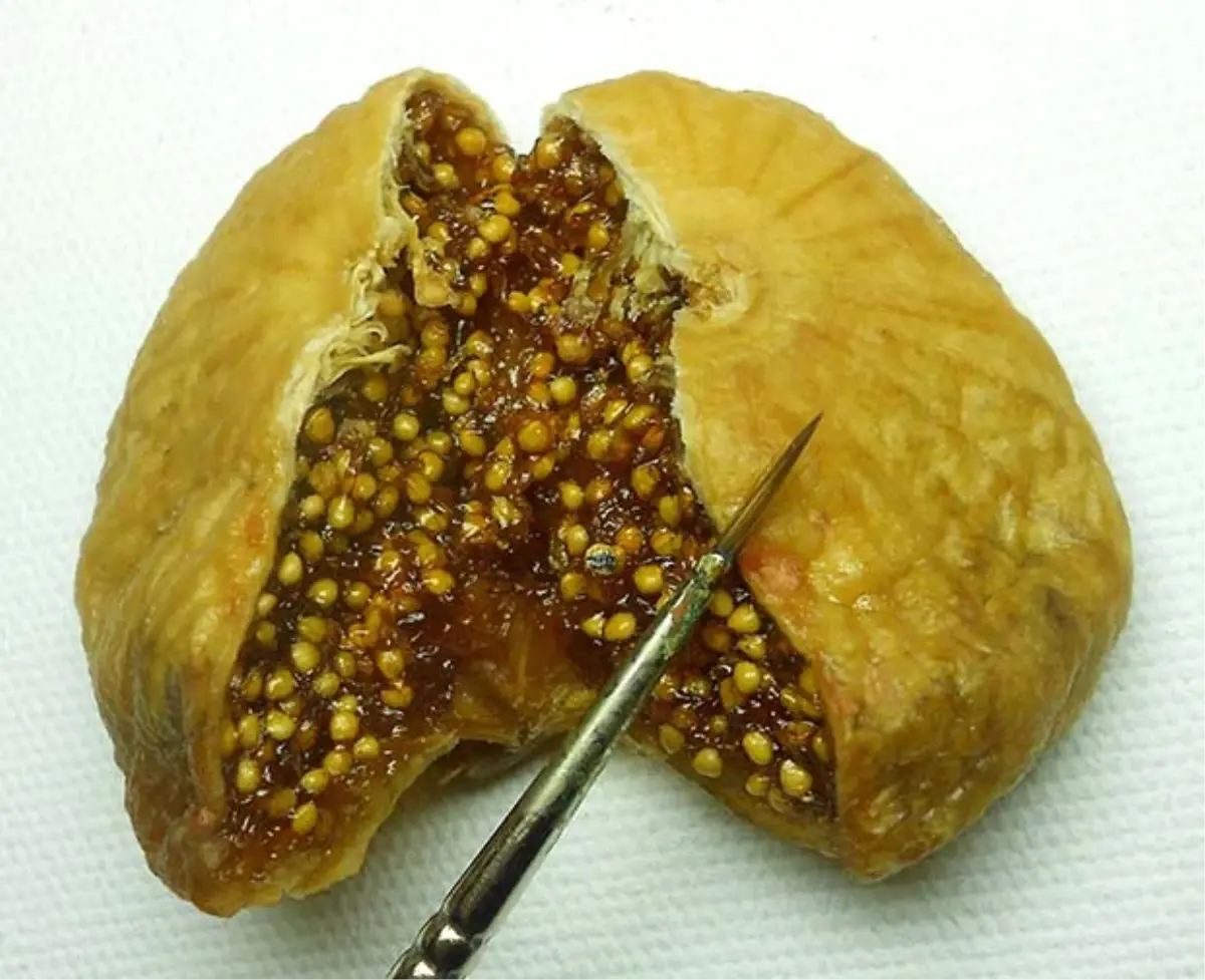 İncir Çekirdeğini Dolduran Adam: Mikro Art Sanatçısı Hasan Kale