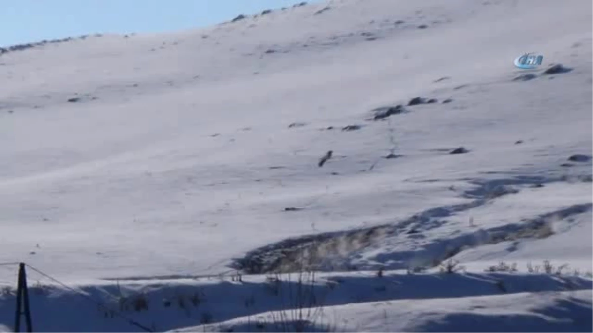 Kars) Kars\'a Eksi 20 Derece Soğukta Leylek Geldi