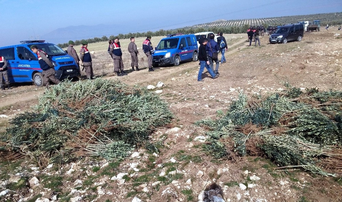Manisa\'da İzinsiz Dikilen 17 Bin Zeytin Fidanı Söküldü