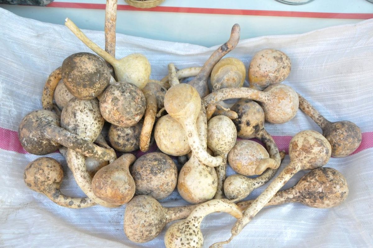 Trakya\'nın \'Susak\'ı Gözden Düştü