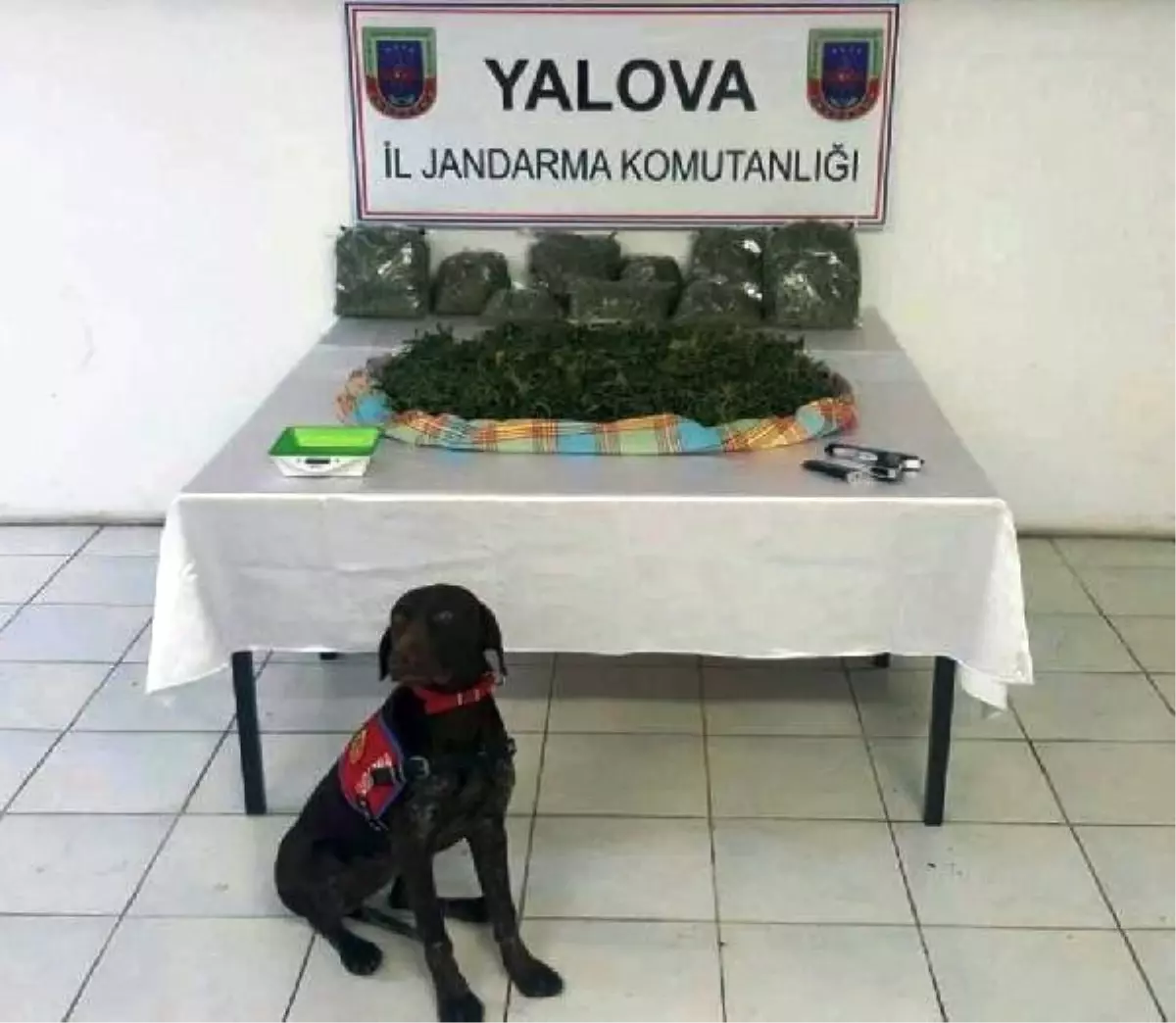 Yalova\'da Seralı Uyuşturucu Evine Baskın: 2 Gözaltı