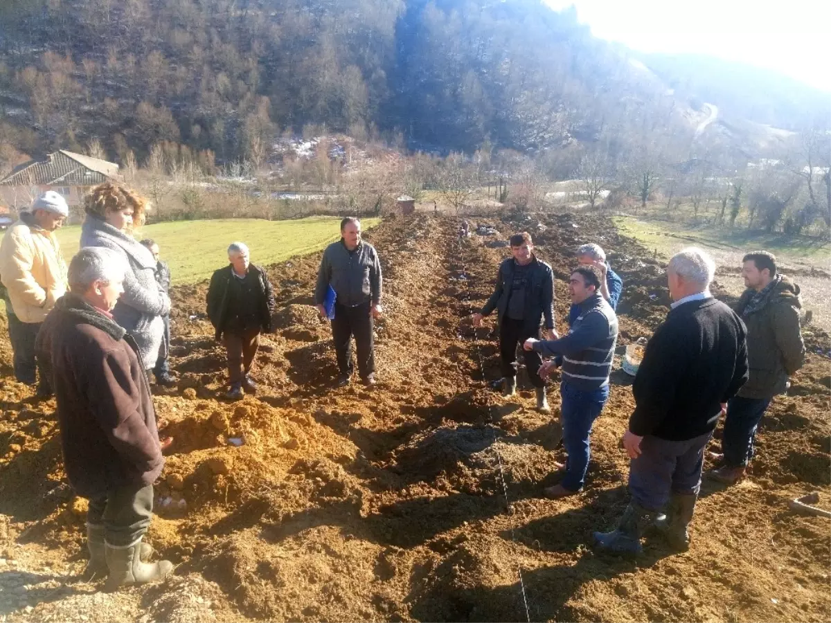 Bartın\'da 2 Köyde Kızılcık Bahçesi Kuruldu