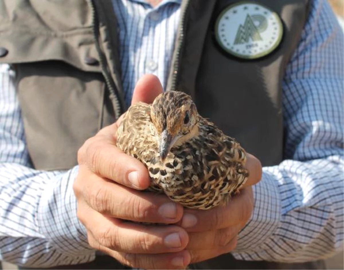 Dha Yurt - Tedavileri Tamamlanan Turaç Kuşları Yaşam Alanlarına Salıverildi