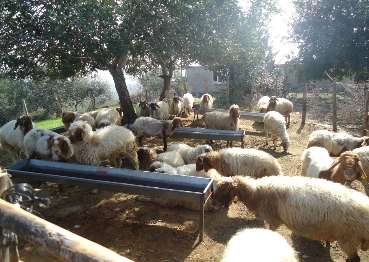 Orköy ile Eskişehir\'deki Orman Köylülerine 39 Milyonluk Kredi Desteği