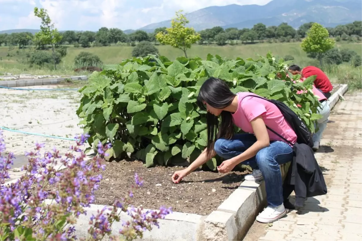 Sakarya\'da Tıbbi ve Aromatik Bitki Üretimi Artıyor