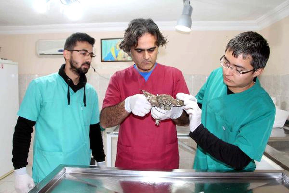Yaralı Yavru Baykuş Tedavi Edildi