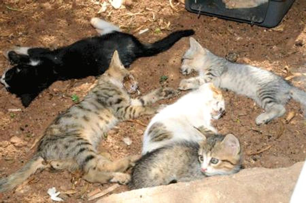Alanya\'da 30 Kedi Katledildi (3)