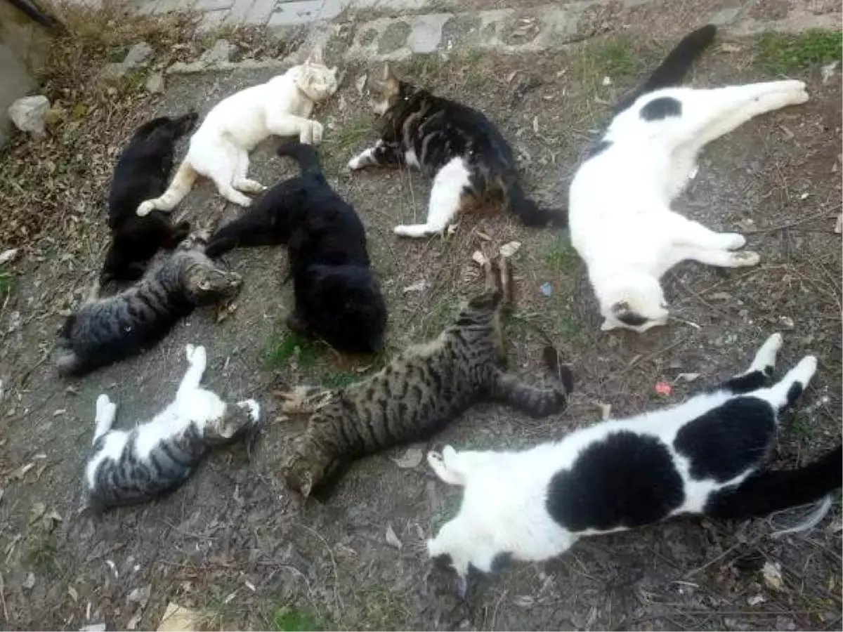 Alanya\'da 30 Kedi Katledildi